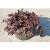 Sedum spurium 'Fuldaglut'  Rozchodník pochybný 'Fuldaglut'