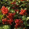 Pyracantha coccinea 'Red Column'  Hlohyně  'Red Column'