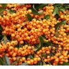 Pyracantha 'Orange Glow'  Hlohyně 'Orange Glow'