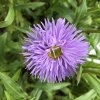 Erigeron spec. 'Azure Beauty'  Turan  'Azure Beauty'