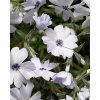 Phlox sub. 'Pharao Blue Eye'  Plamenka šídlovitá  'Pharao Blue Eye'