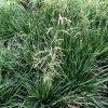 Deschampsia cespitosa 'Palava'  Metlice trsnatá 'Palava'