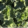 Alchemilla mollis 'Auslese'  Kontryhel měkký 'Auslese'