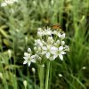 Allium tuberosum  Pažitka čínská (česneková)