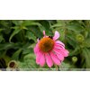 Echinacea purp. 'Prairie S.™ 'Deep Rose'  Třapatka nachová 'Prairie S.™'Deep Rose'