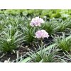 Armeria mar. 'Armada™ Pink'  Trávnička přímořská 'Armada™ Pink'