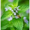 Melissa officinalis  Meduňka lékařská
