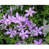 Phlox sub. 'Moerheimii'  Plamenka šídlovitá 'Moerheimii'