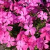 Phlox sub. 'Samson'  Plamenka šídlovitá 'Samson'