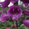 Digitalis purp. 'Dalmatian Purple'  Náprstník červený 'Dalmatian Purple'