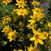 Coreopsis vert. 'Zagreb'  Krásnoočko přeslenité 'Zagreb'