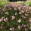 Coreopsis rosea 'American Dream'  Krásnoočko růžové 'American Dream'