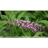 Buddleja davidii 'Pink Delight'  Komule davidova ´Pink Delight'