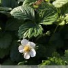 Fragaria vesca 'Alexandria'  Jahodník obecný 'Alexandria'