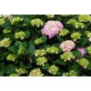 Hydrangea macrophylla-v kultivarech  Hortenzie velkolistá - v kultivarech