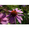 Echinacea purp. 'Bright Rose'  Třapatka  'Bright Rose'