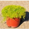 Sagina subulata 'Moss Lime'  Úrazník - irský mech ´Moss Lime´