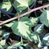 Hedera helix 'Goldheart'  Břečťan  'Goldheart'