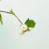 Symphoricarpos albus  Pámelník bílý