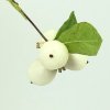 Symphoricarpos albus  Pámelník bílý