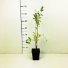 Symphoricarpos albus  Pámelník bílý
