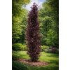 Fagus sylvatica 'Dawyck Purple'  buk lesní  'Dawyck Purple'