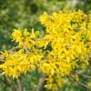 Forsythia intermedia 'Goldrausch'  zlatice