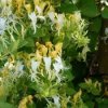Lonicera japonica 'Hall's Prolific'  Zimolez japonský 'Hall's Prolific'