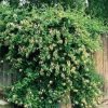 Lonicera japonica 'Hall's Prolific'  Zimolez japonský 'Hall's Prolific'