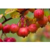 Malus 'Evereste®'  jabloň okr.