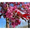 Malus 'Royalty'  Jabloň okrasná