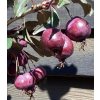 Malus 'Royalty'  Jabloň okrasná