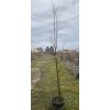 Tilia cordata 'Greenspire'  Lípa srdčitá