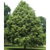Tilia cordata 'Greenspire'  Lípa srdčitá