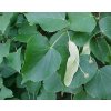 Tilia cordata 'Greenspire'  Lípa srdčitá