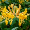 Lonicera tellmanniana  Zimolez Tellmanův