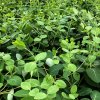 Lonicera tellmanniana  Zimolez Tellmanův