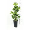 Lonicera japonica 'Mint Crisp'®  Zimolez japonský 'Mint Crisp'®