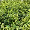 Lonicera japonica 'Mint Crisp'®  Zimolez japonský 'Mint Crisp'®