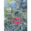 Ilex meserveae 'Heckenfee®'  Cesmína 'Heckenfee®'