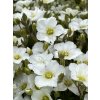 Arenaria montana 'Blizzard® Compact'  Písečnice horská 'Blizzard® Compact'