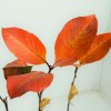 Aronia melanocarpa 'Hugin'  Temnoplodec černoplodý 'Hugin'