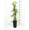 Hedera helix - v sortách  Břečťan