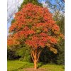 Acer griseum  Javor šedý