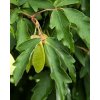 Acer griseum  Javor šedý