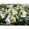 Helleborus niger 'Christmas Carol'  Čemeřice černá 'Christmas Carol'