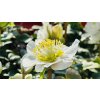 Helleborus niger 'Christmas Carol'  Čemeřice černá 'Christmas Carol'