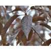 Prunus serrulata 'Royal Burgundy'  Slivoň