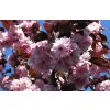 Prunus serrulata 'Royal Burgundy'  Slivoň