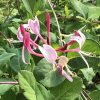 Lonicera pericl. 'Serotina'  Zimolez německý 'Serotina'